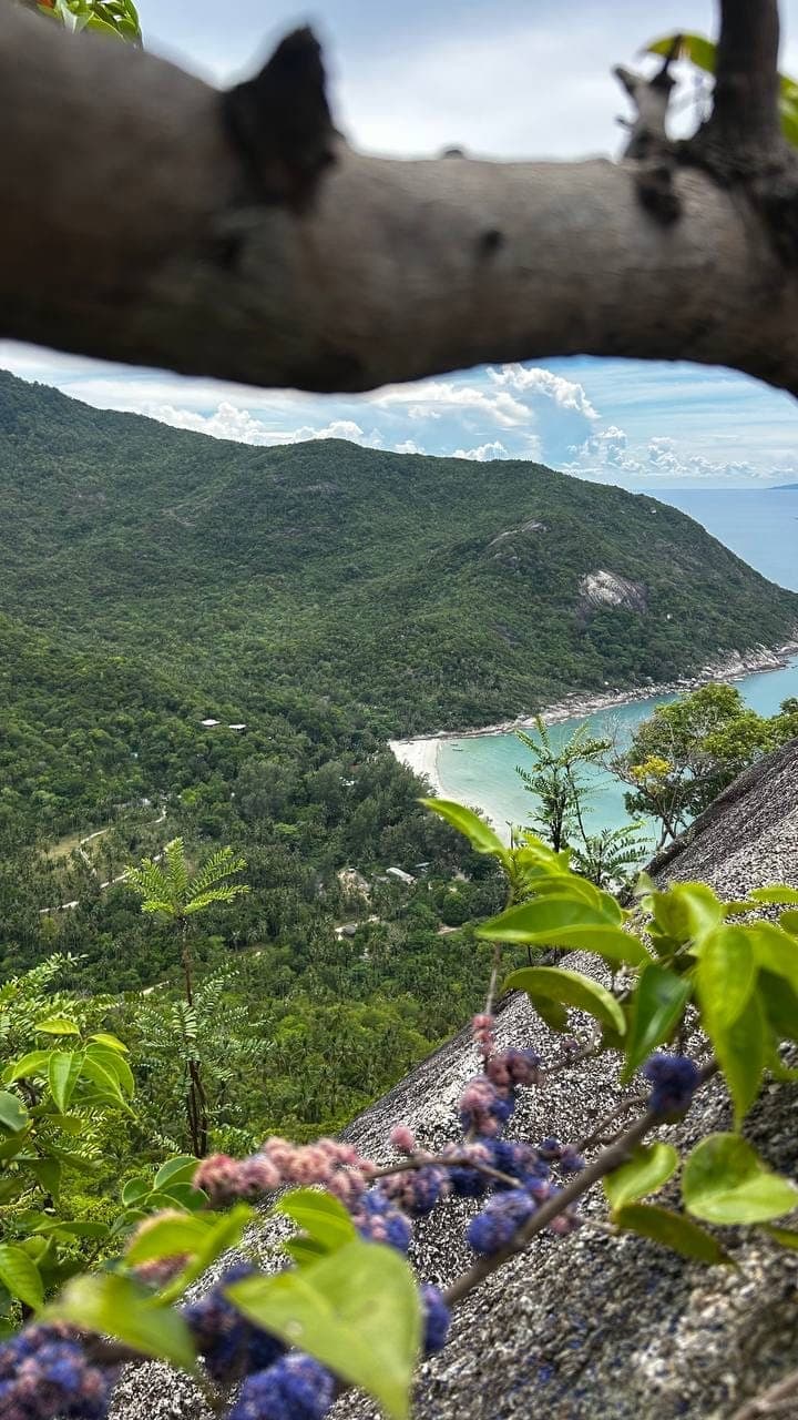 Jungle viewpoint above a hidden beach